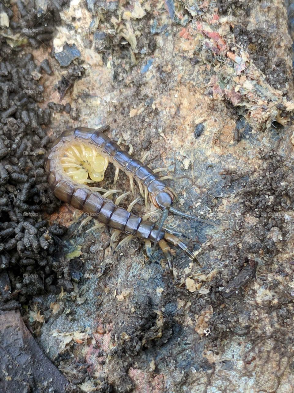 Bark Centipede Cradling Her Eggs