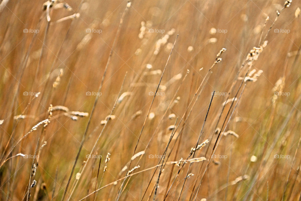 Golden Grasses