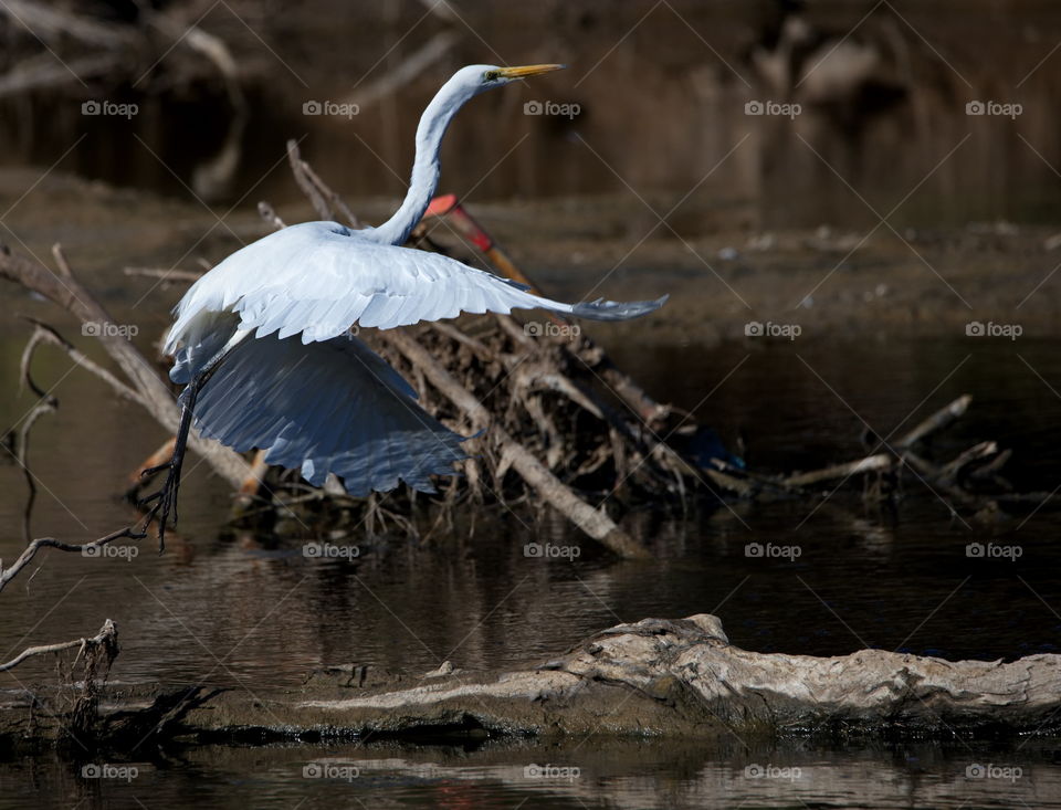 egret taking flight from a river bed
