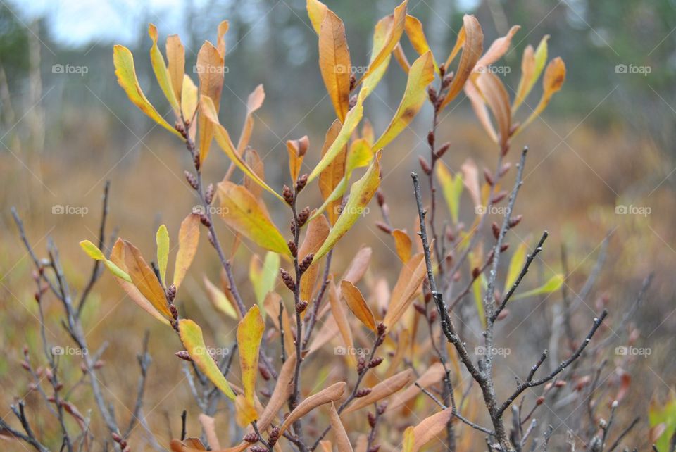 Close-up of branch in autumn