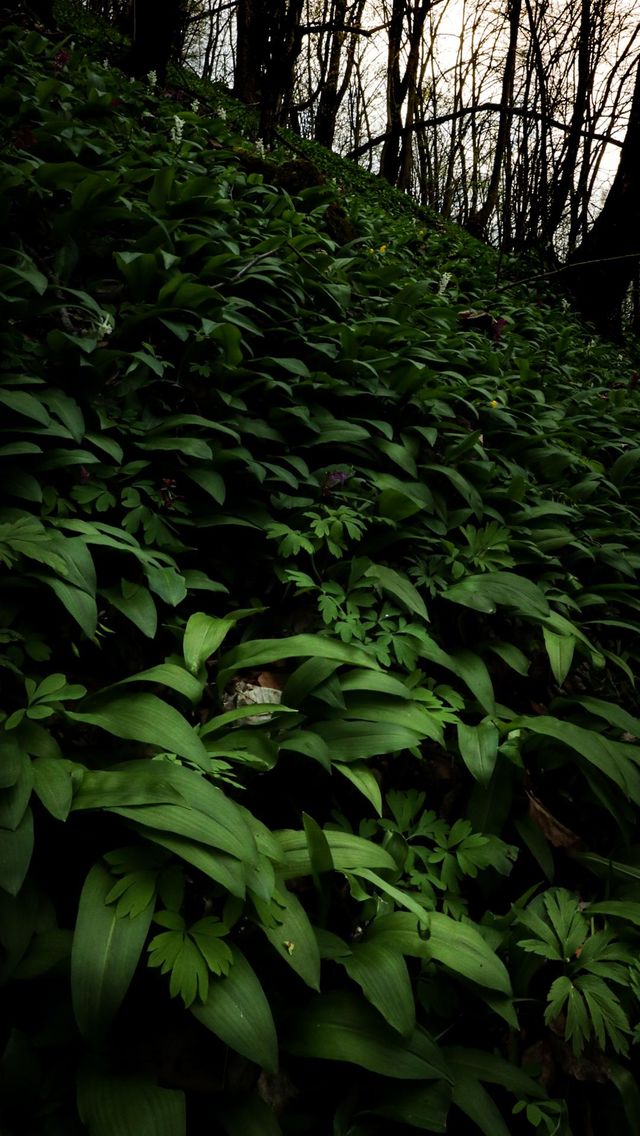 You know it's spring time when these healthy wild garlic appears