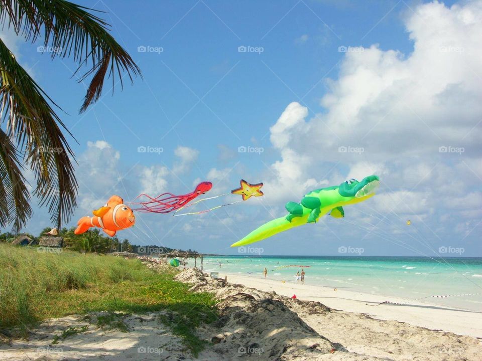 balloons animals to beach