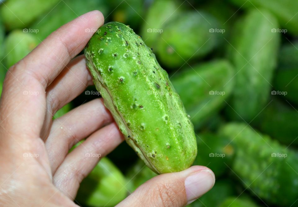 Close-up of cucumber in human hand