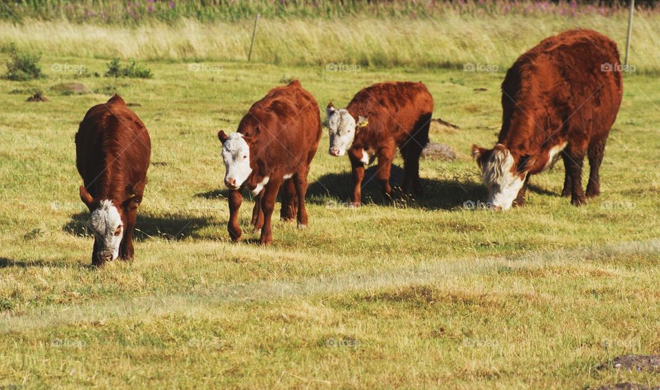 Cows and calves