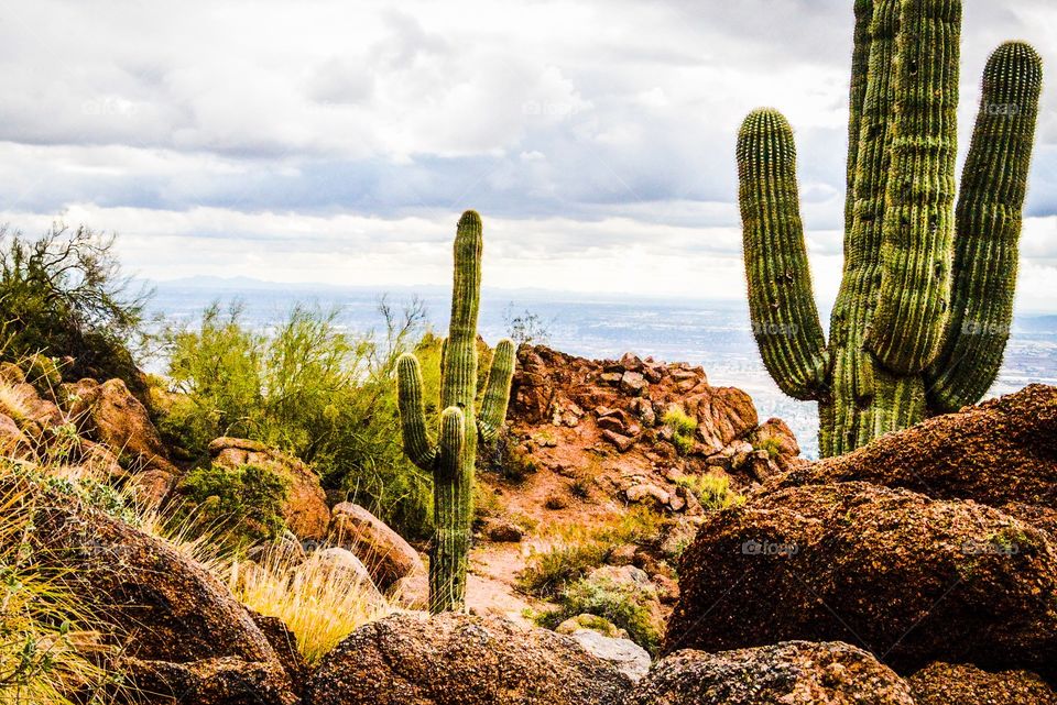 Cactus in desert