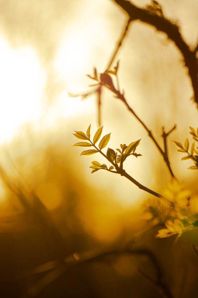Sprouting leaves in golden hour