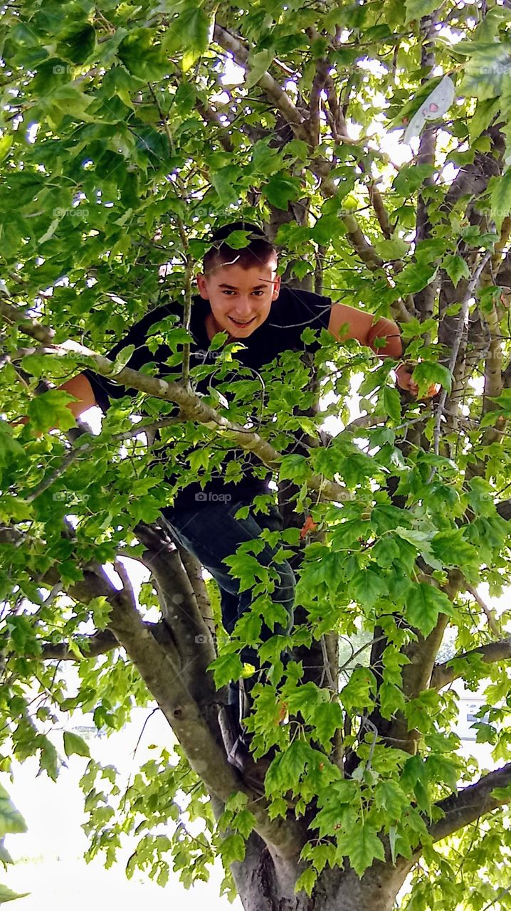 In the Tree!