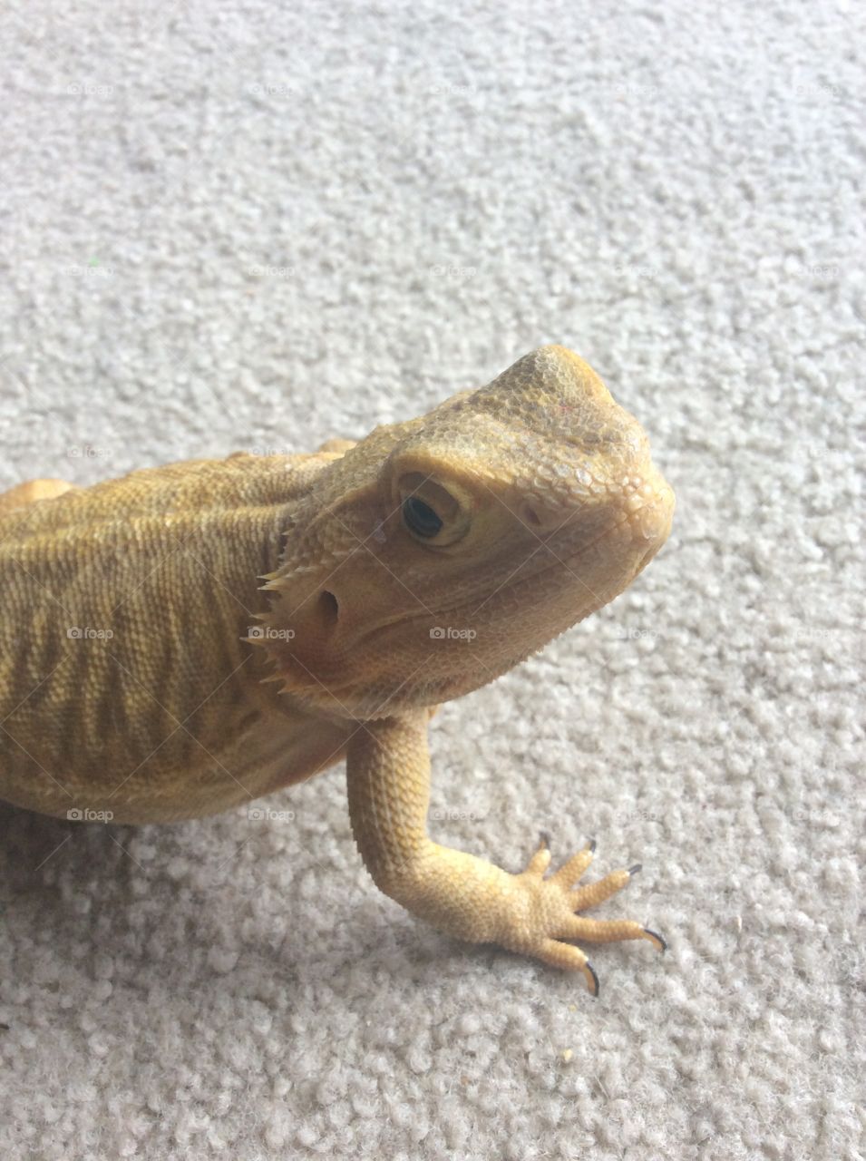 Chewy the bearded dragon