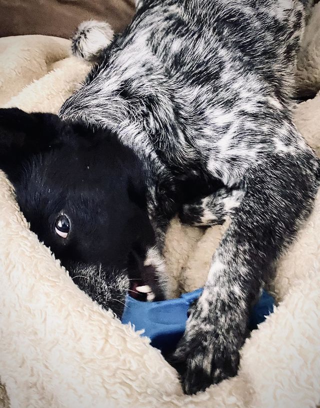 Playful Thor