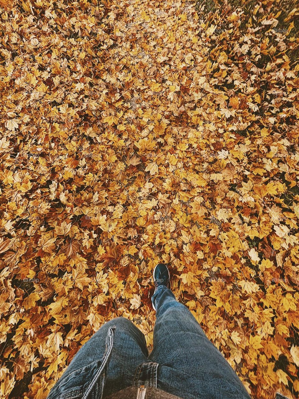 Woman walking through the yellow leaves of fall, perspective of a person walking through leaves, autumn leaves in the Midwest, walking during the fall, yellow leaves and blue jeans