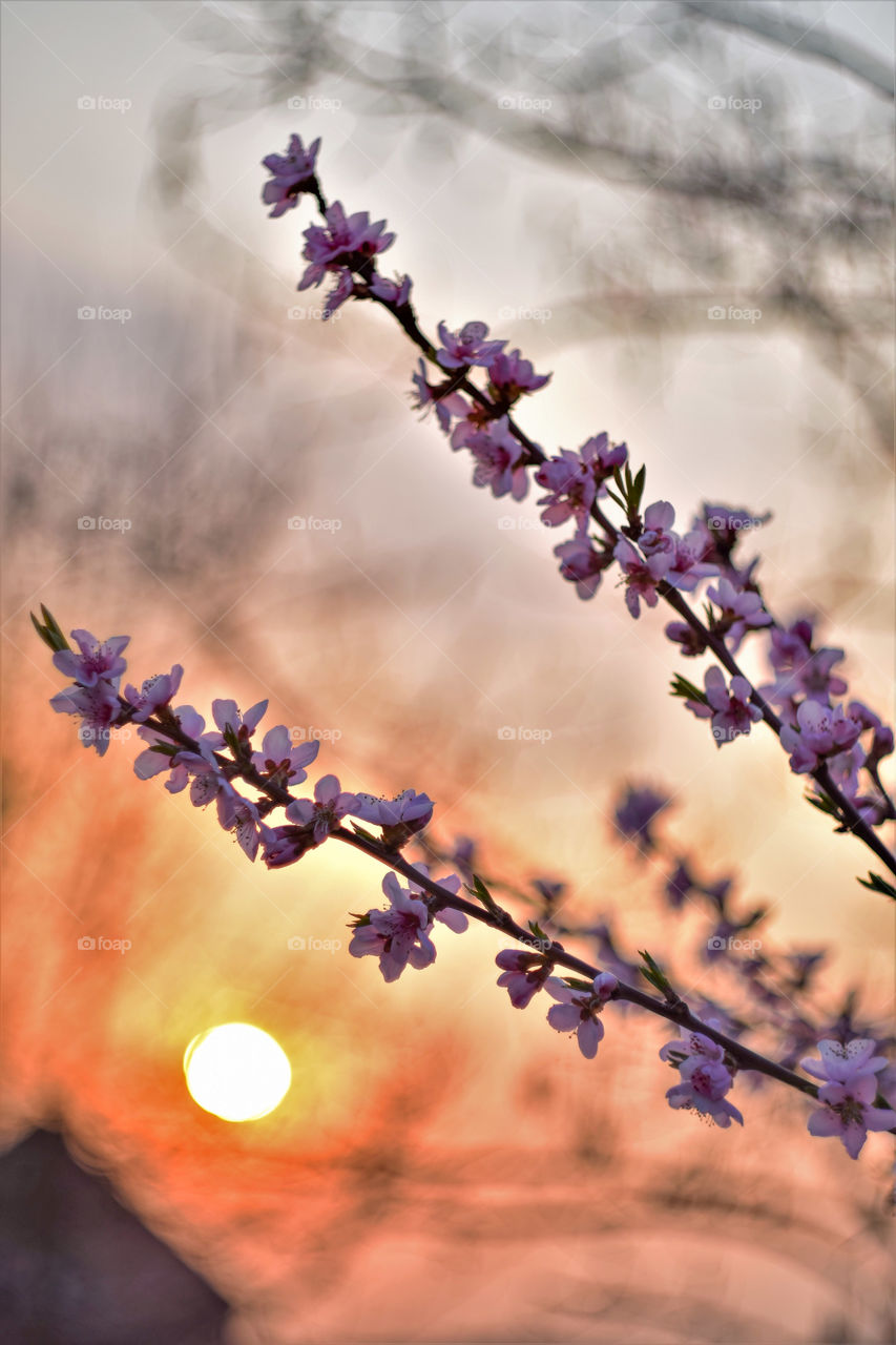 Blooming twigs on the background of the setting sun