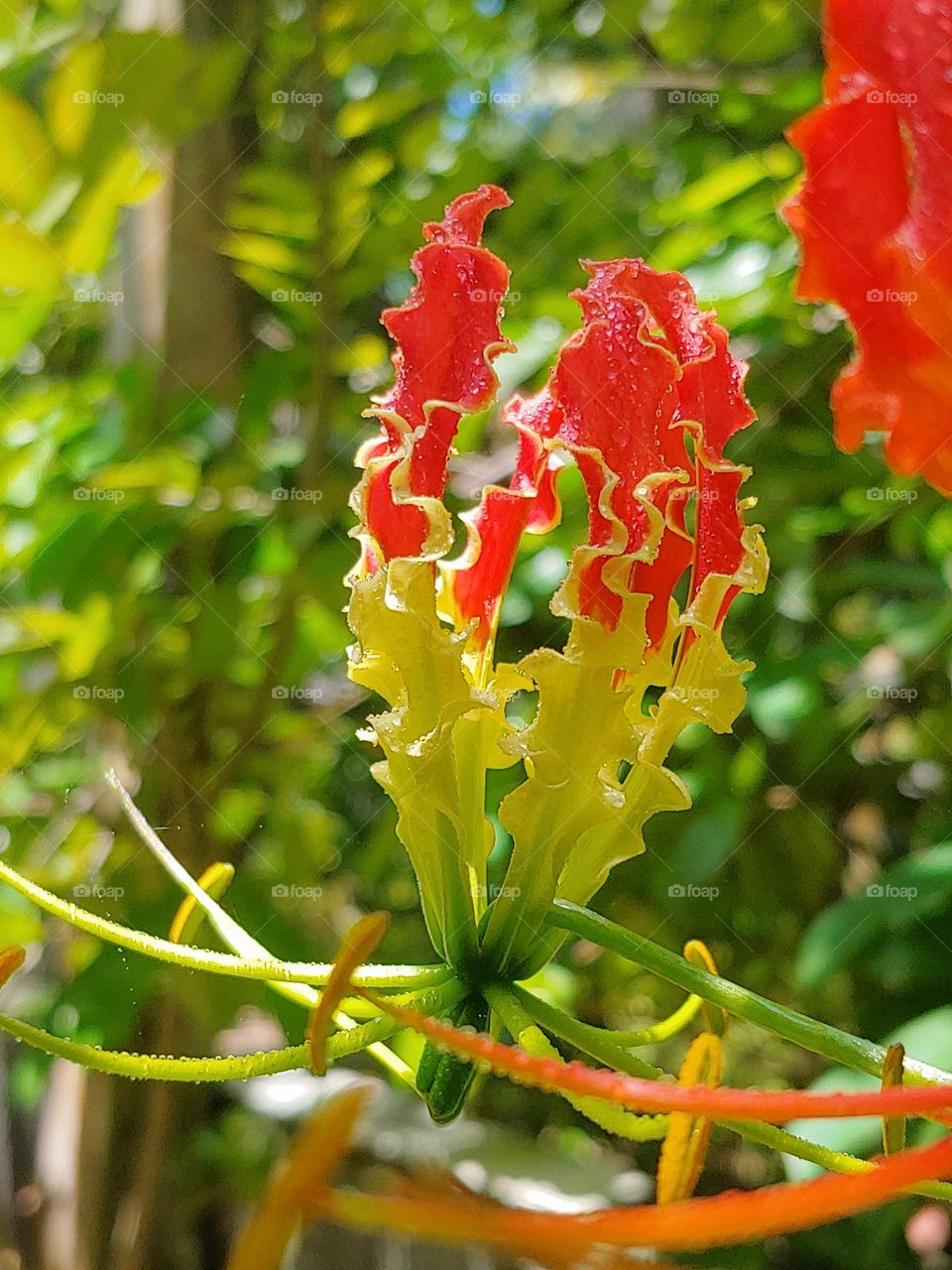 flowers captured