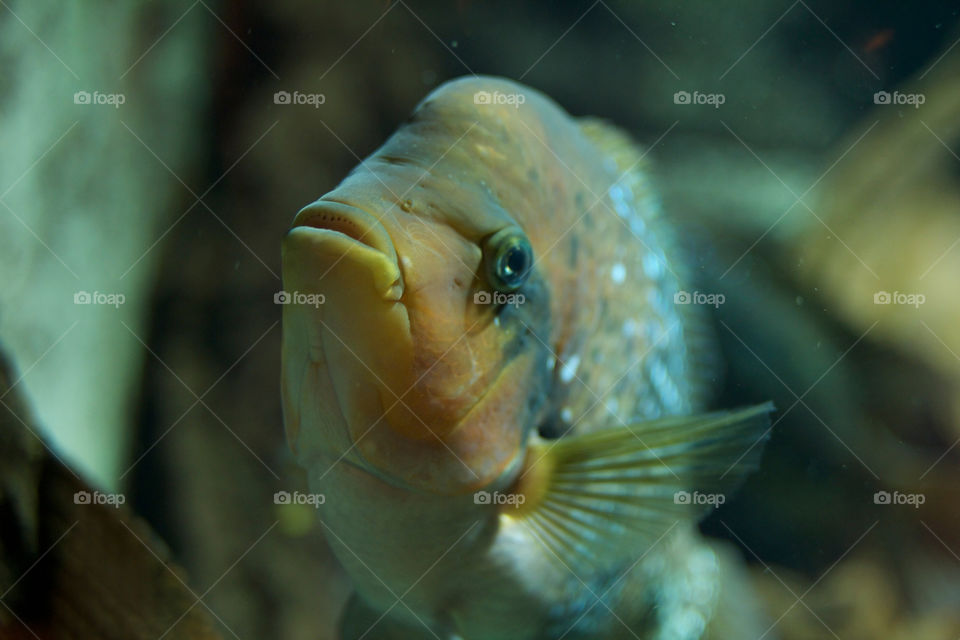 face water fish eye by shotmaker