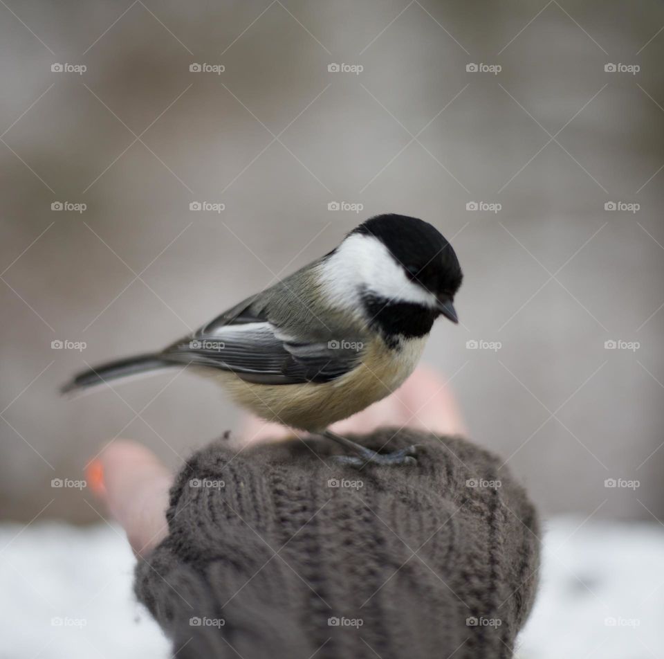 A gentle hand for a gentle landing