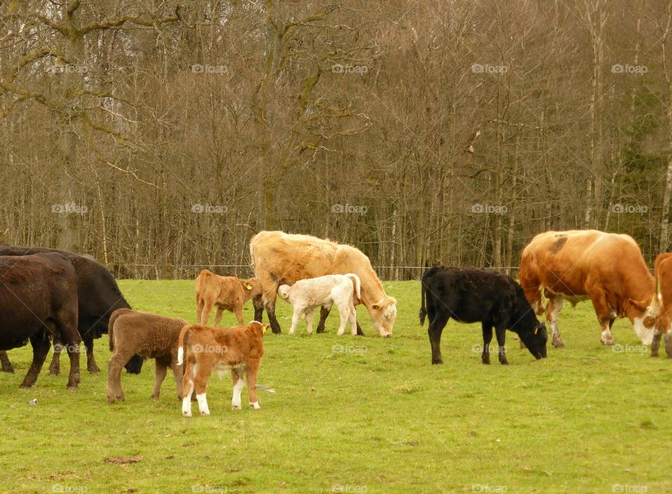 Cows and calfs on the grassfield