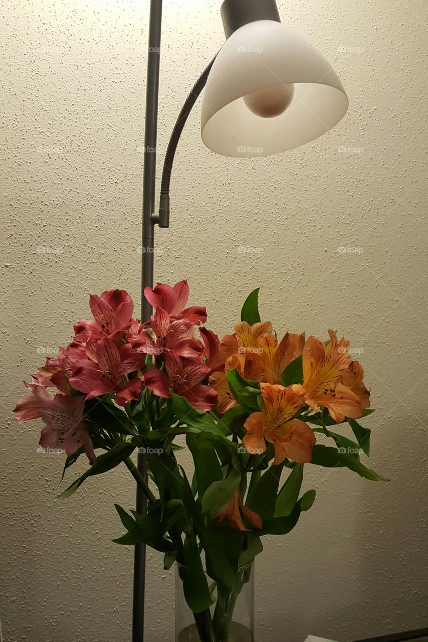lilies under lamp