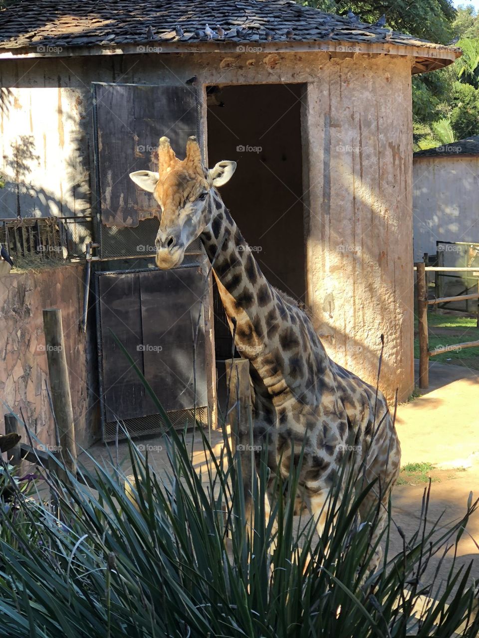 Closeup of a giraffe starring