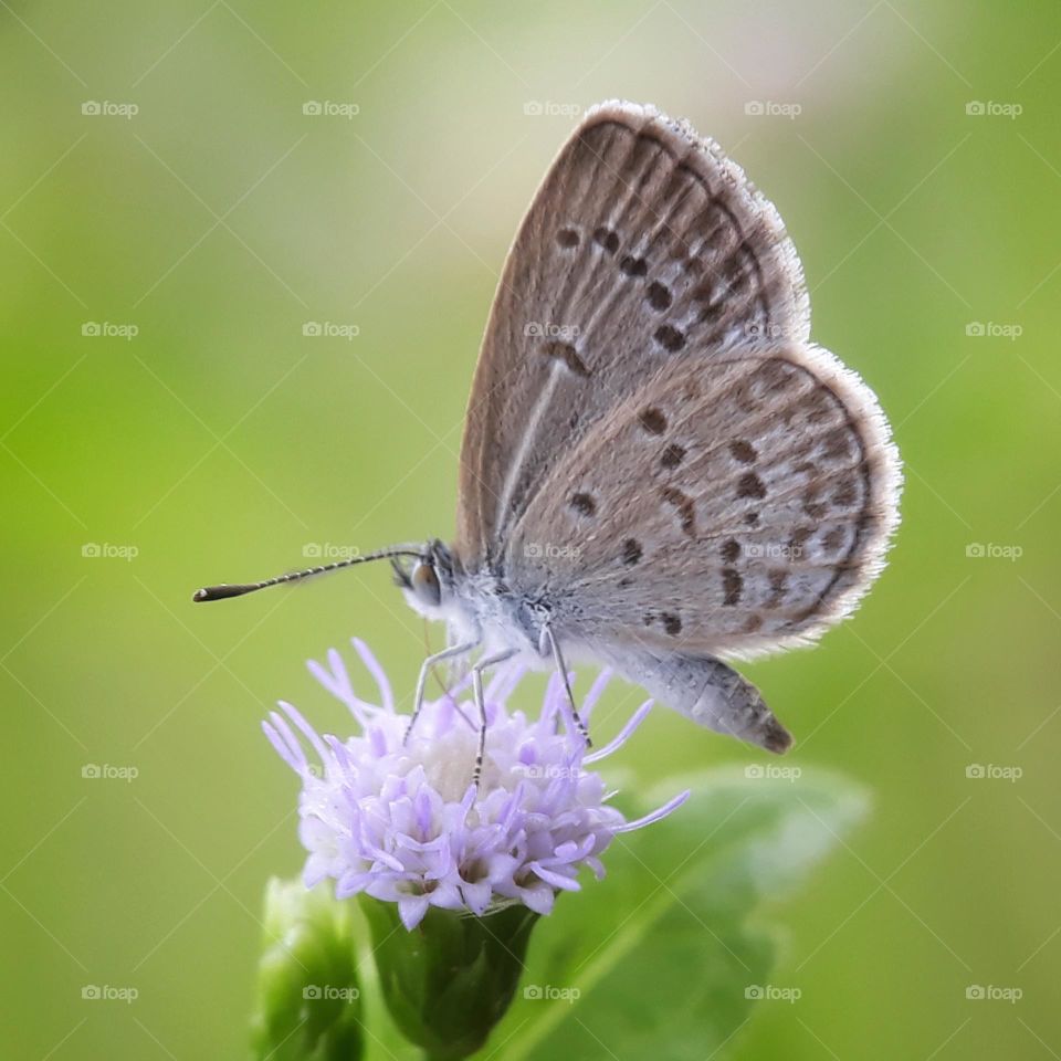 butterfly on flower.