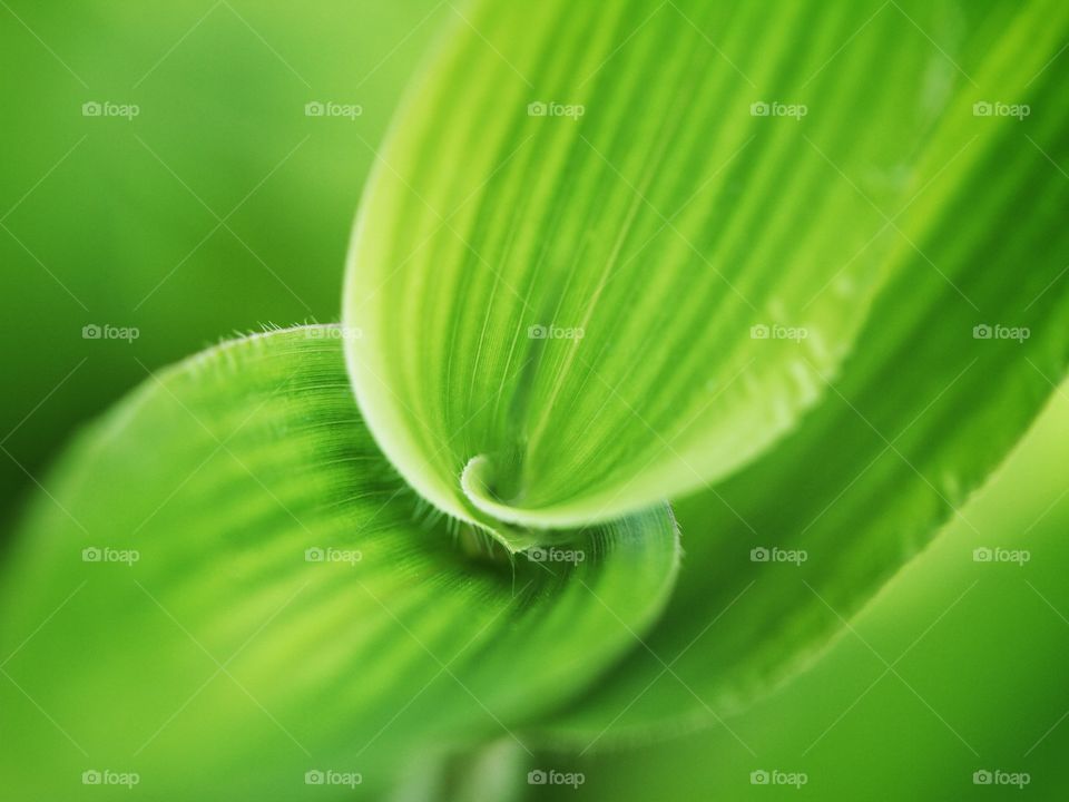 Close up of a leaf 