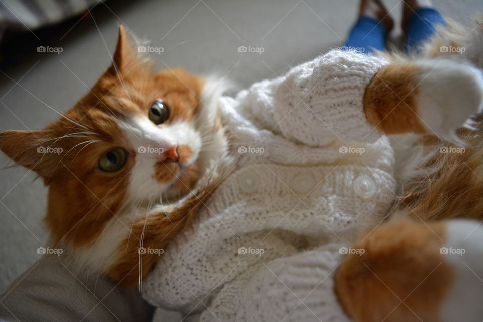 selfie girl with cat pet lovely