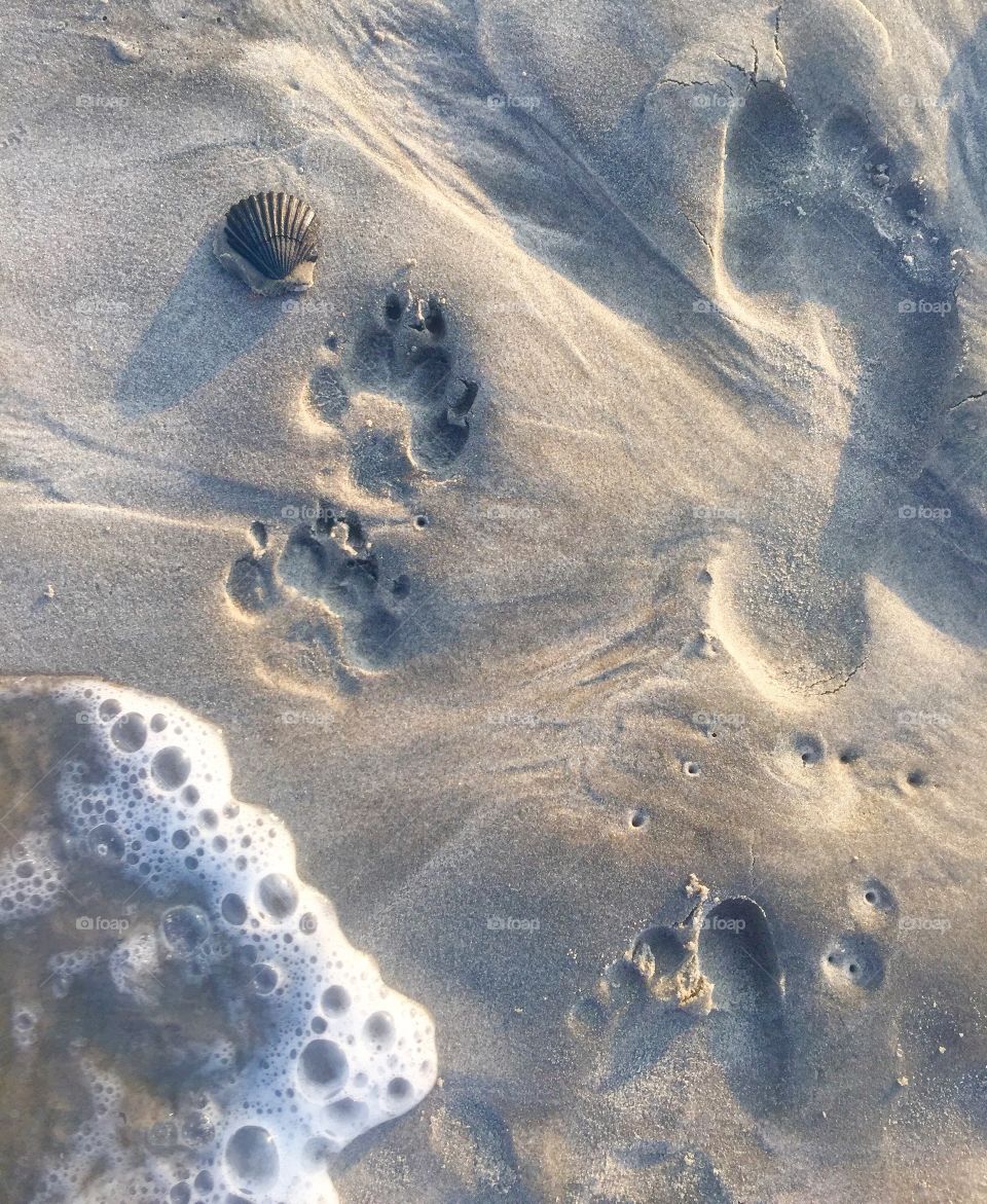 High angle view of surf and paw prints on sand