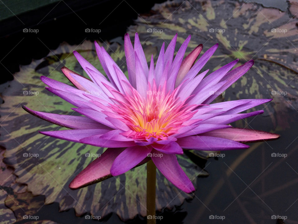 Water lily
