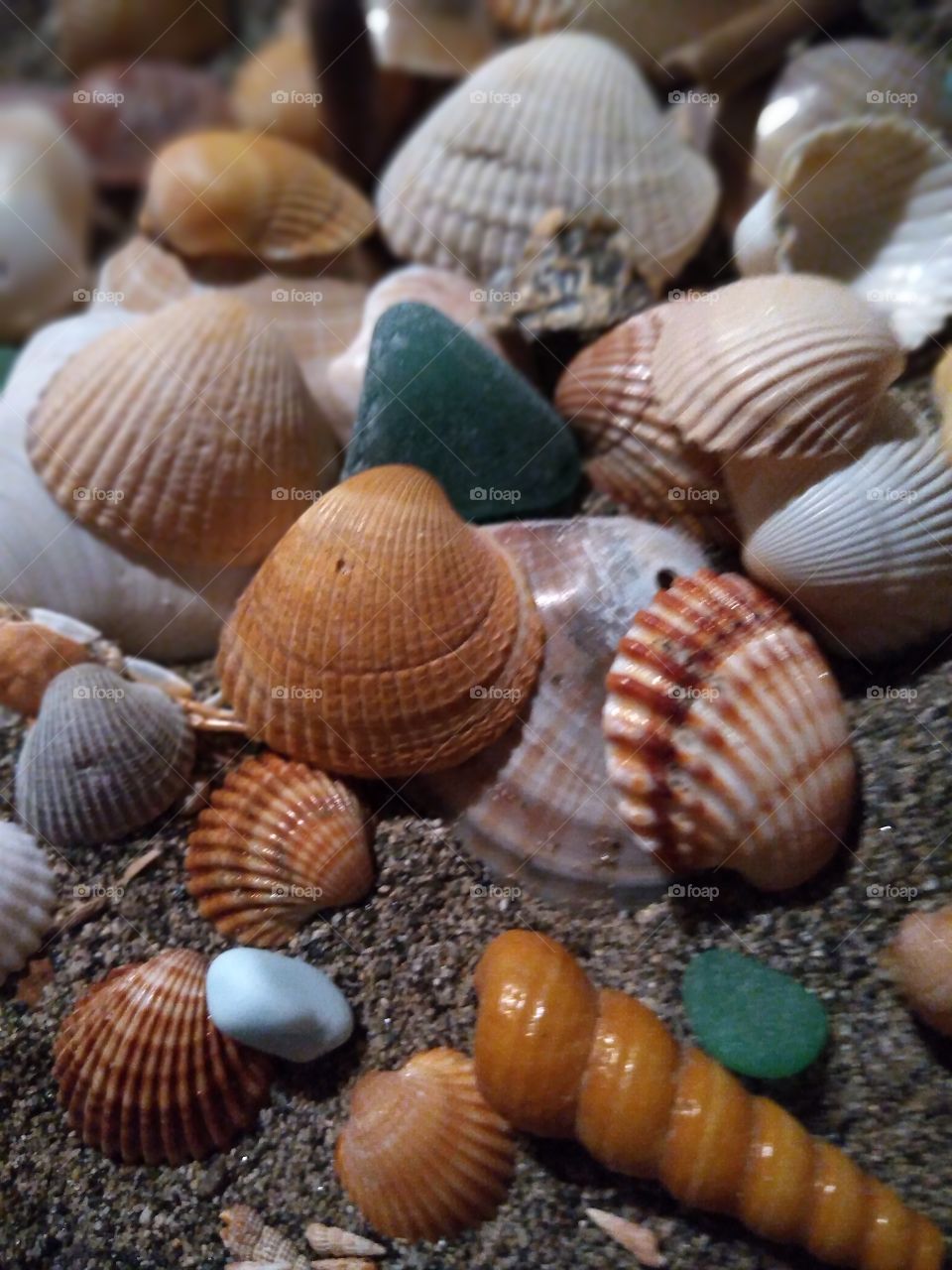 shell sea