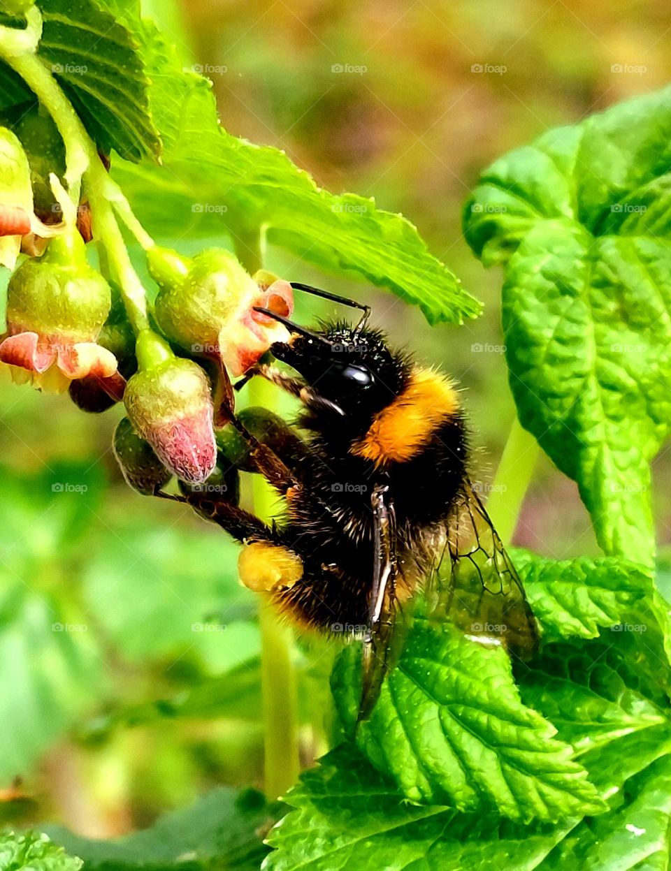 bee and nature