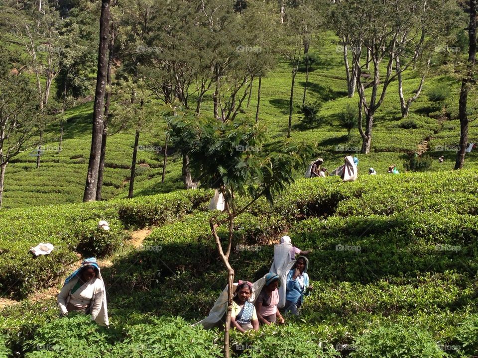 Tea plantation in Sri Lanka