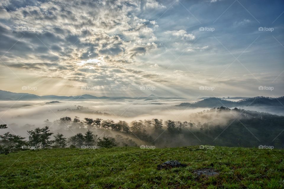 Foggy morning in pine forrest