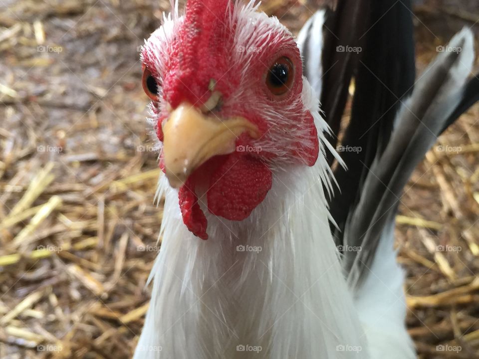 Black tail white Japanese bantam chicken 
