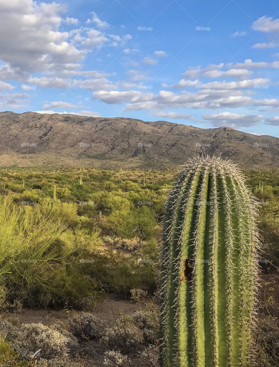 Desert Landscape 