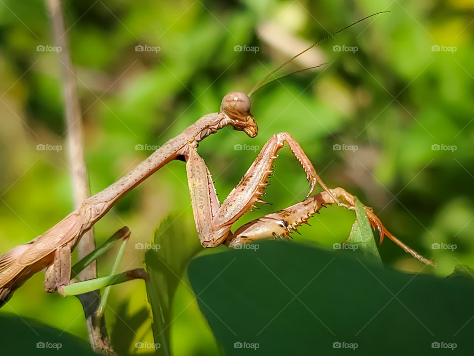 Macro of a tan colored praying mantis in a lush green garden.