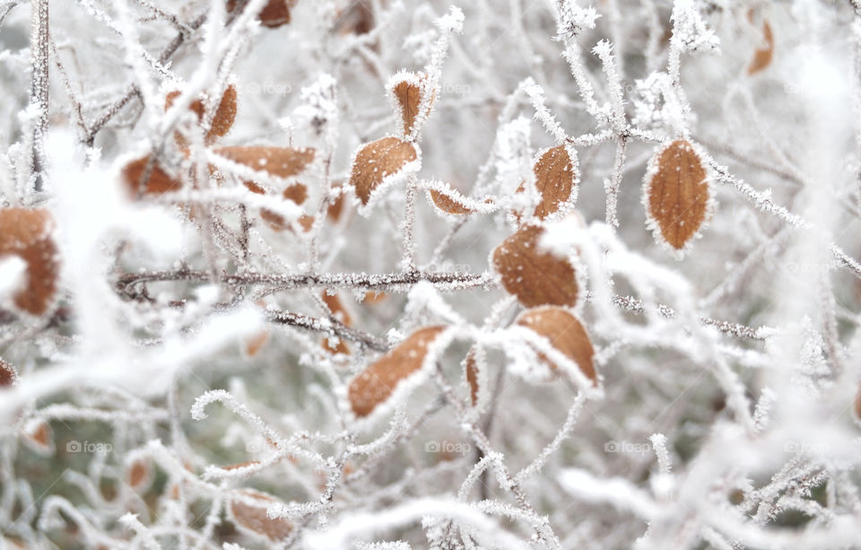 Frozen plant during winter