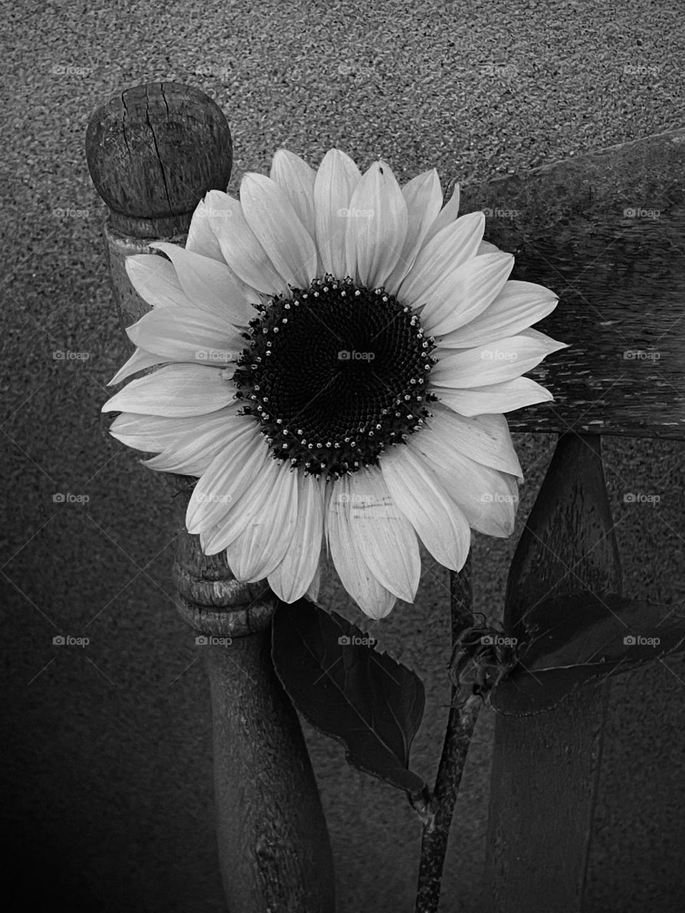 A sunflower and a chair back...