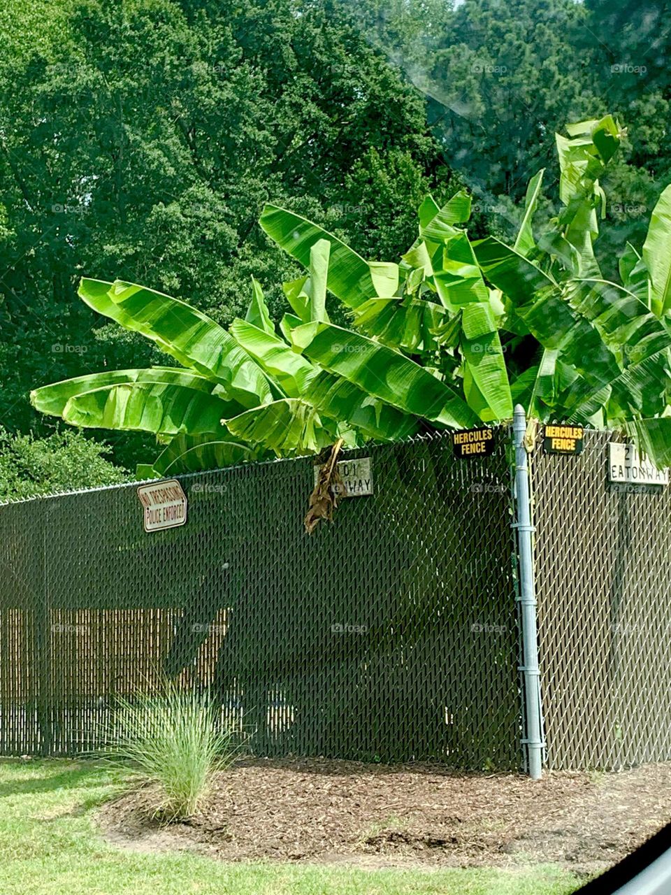 Banana leaves 