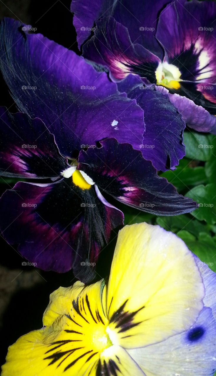 pansies