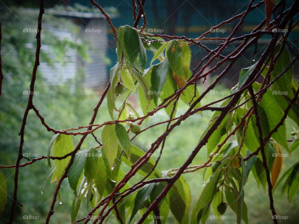 leaves with rain drops