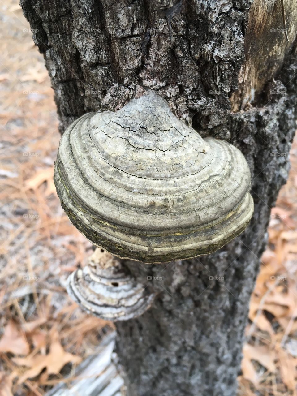 Hoof fungus 