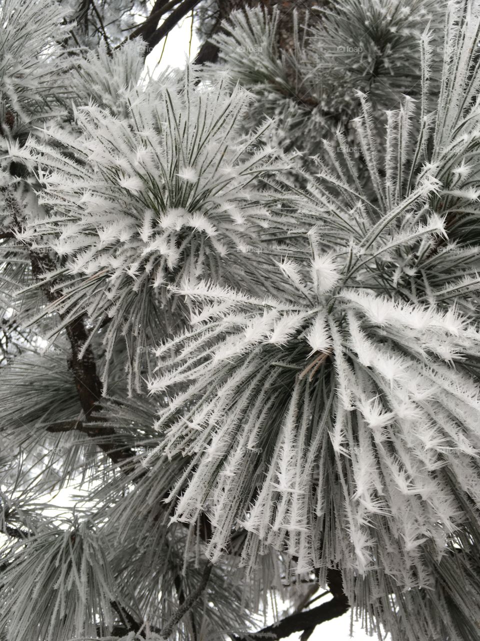 Frozen pine