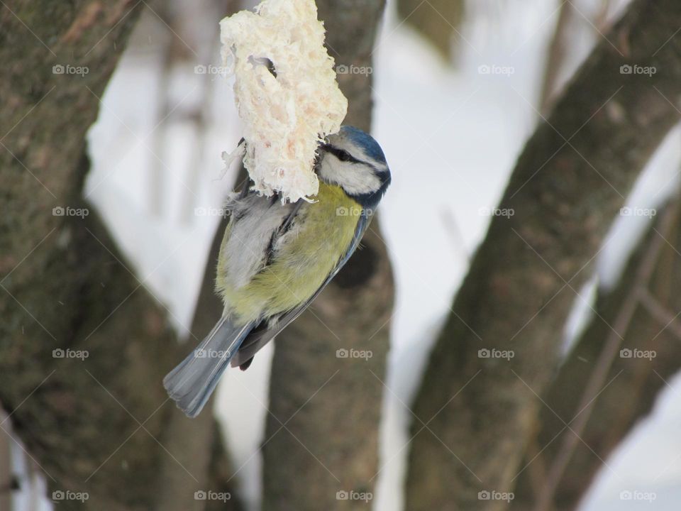 Titmouse in city park