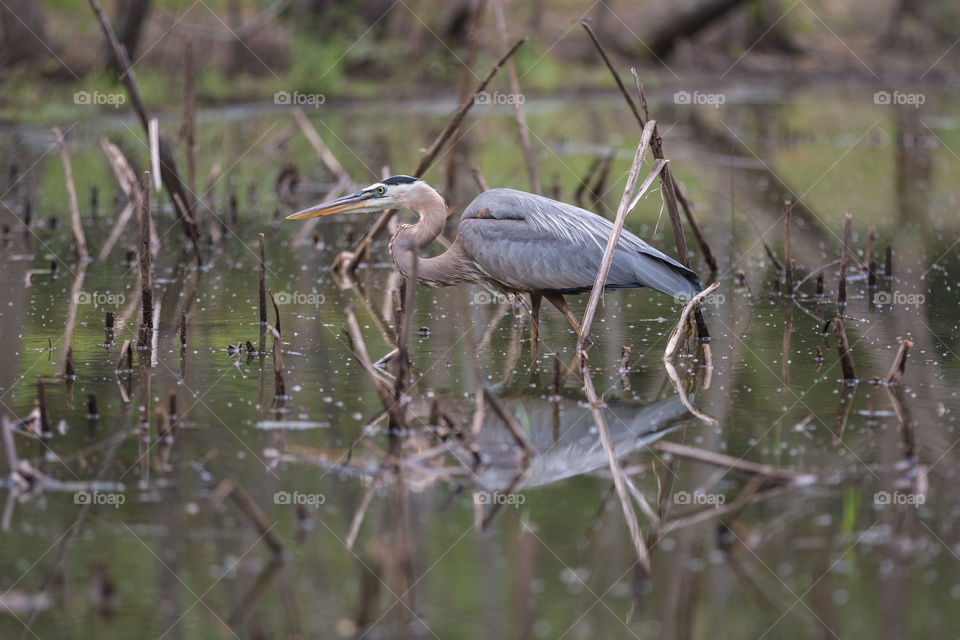 Kingfisher bird in the pond