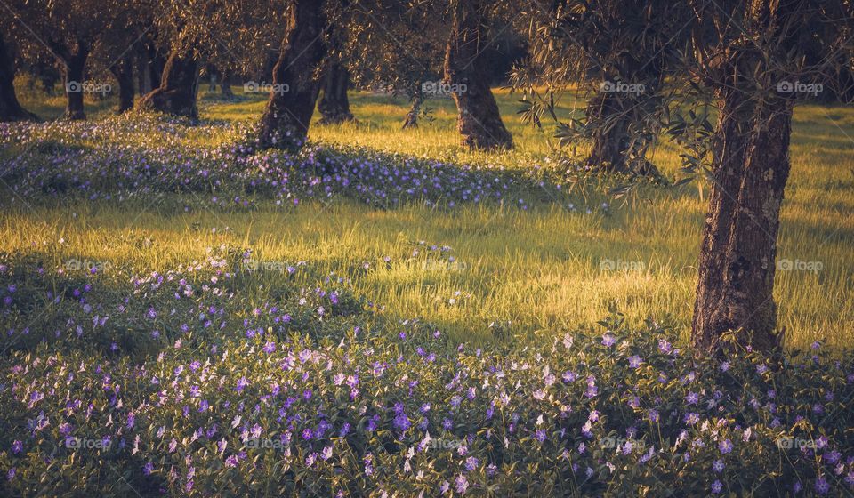 Springtime view of an olive grove with trees surrounded by purple flowers in the late afternoon sun 