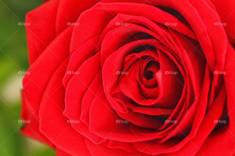 Red rose signifies love and romance..