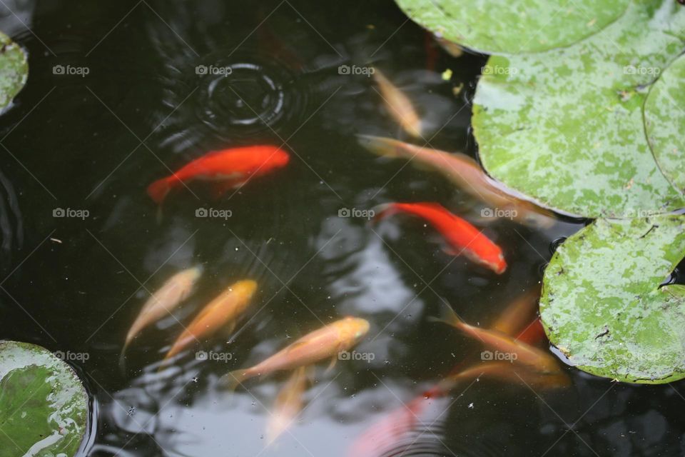 Goldfish in the fish pond