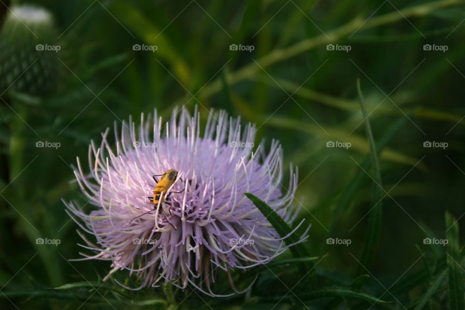 Bug on a thistle 