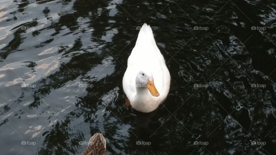 Bird, Water, No Person, Lake, Duck