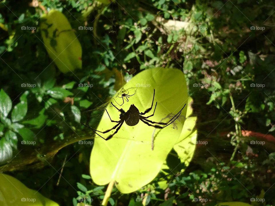 araña