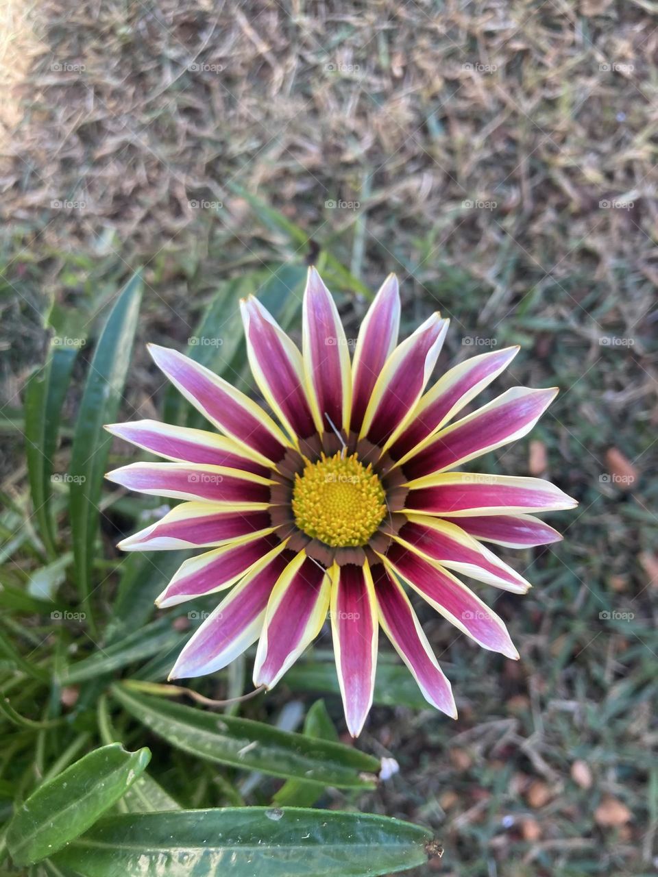 🌹 🇺🇸 Very beautiful flowers to brighten our day.  Live nature and its beauty. Did you like the delicate petals? / 🇧🇷 Flores muito bonitas para alegrar nosso dia. Viva a natureza e sua beleza. Gostaram das pétalas delicadas? 