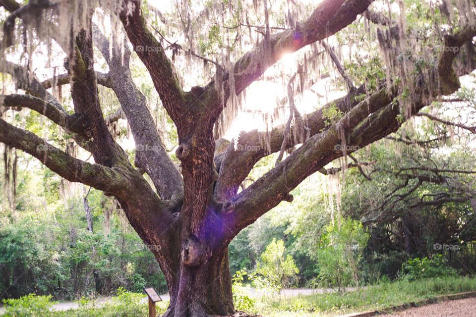 Old oak trees in Alabama 